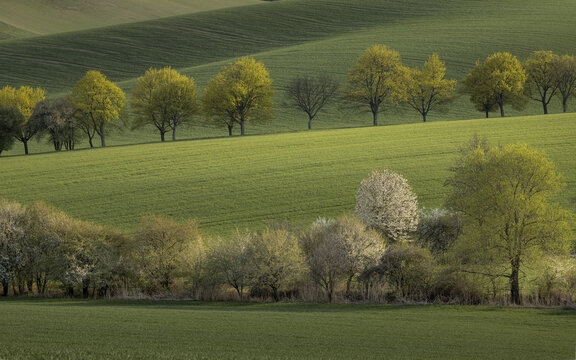 Aerial view of rolling green hills in the countryside with rows of trees and blooming spring foliage under soft light in the Czech Republic.