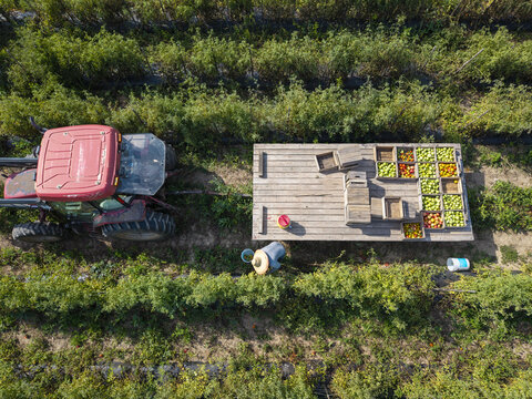 Aerial view of a farmer picking tomatoes into crates on a flatbed trailer pulled by a red tractor in a field in Berkeley Springs, West Virginia, United States.