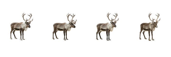 Reindeer Poses Set Isolated on White Background, Rangifer Tarandus Standing Collection, Arctic Wildlife Cervid Cutout Asset for Nature Graphic Design and Commercial Project Presentation Projects © Khan