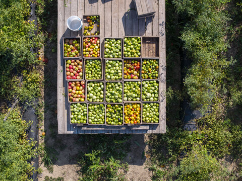 Aerial view of crates filled with fresh tomatoes arranged on a wooden flatbed trailer in a farm field in Berkeley Springs, West Virginia, United States.