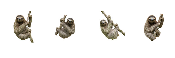 Sloth Poses Set Isolated on White Background, Three-Toed Sloth Hanging Collection, Tropical Rainforest Wildlife Mammal Cutout Asset for Nature Graphic Design and Commercial Presentation Projects © Khan