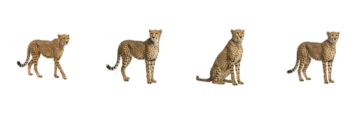 Cheetah Poses Set Isolated on White Background, Acinonyx Jubatus Standing Collection, African Wildlife Fast Predator Cutout Asset for Nature Graphic Design and Commercial Project Presentation © Khan