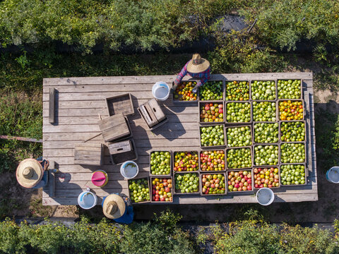 Aerial view of farmers picking tomatoes and placing them into wooden crates on a flatbed trailer in a field in Berkeley Springs, West Virginia, United States.