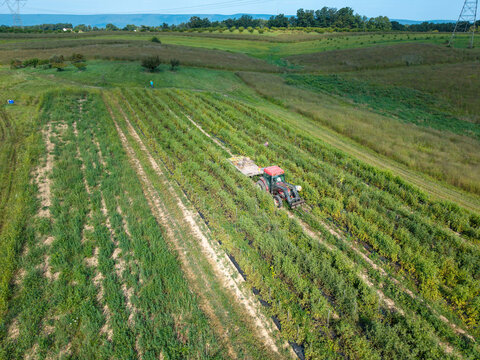 Aerial view of a red tractor pulling a flatbed trailer through rows of tomato plants in a farm field with rolling hills in the background in Berkeley Springs, West Virginia, United States.