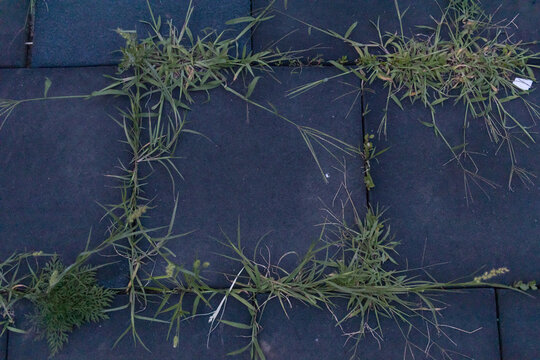 Grass frame around rubber tile, copy space background