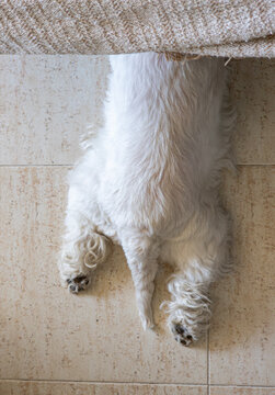 High angle view of a small fluffy white domestic dog west terrier hiding its head beneath a beige fabric sofa while lying flat on a light-colored ceramic tiled floor. 