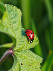 Stunning macro shot of a red ladybug on a textured green leaf outdoors © Milan