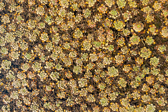 Aerial view of autumn aquatic vegetation on the Old Tamis River, with floating water chestnut plants showing green and yellow leaves in Baranda, Vojvodina, Serbia.