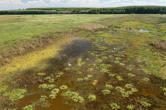 Aerial view of autumn aquatic vegetation on the Old Tamis River with lily pads, marsh grasses, and white birds flying over the wetlands in Baranda, Vojvodina, Serbia.