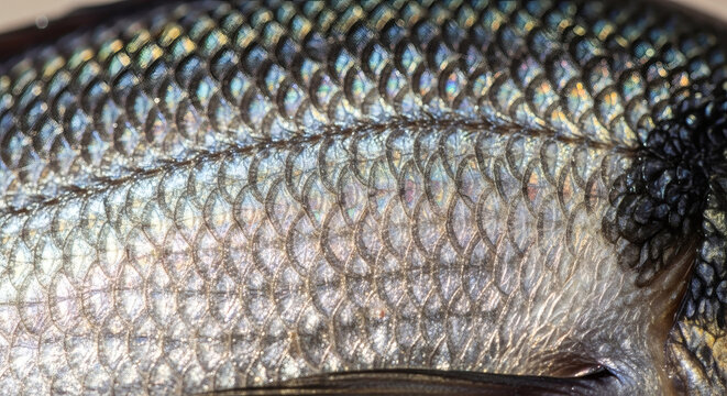 Fish scales and skin shown in close detail under high fidelity lighting