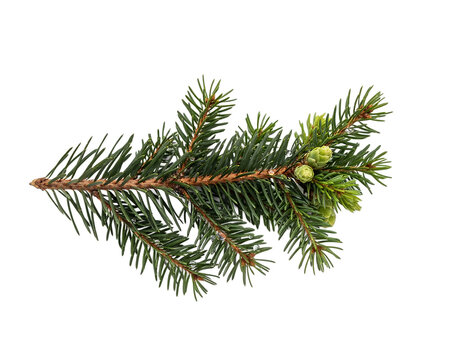 A single green spruce branch with small developing pine cones, featuring sharp needles and a woody stem, isolated on a transparent background