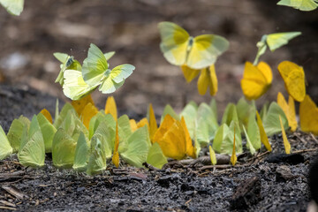 Sulphur Butterflies Taking Flight from a Puddling Cluster © Kaitlind