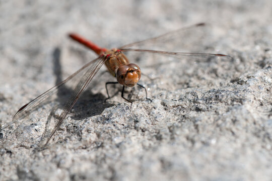 Close-up of a blood-red dragonfly (Sympetrum sanguineum) perched on a granite rock. The hunter is photographed from the front.