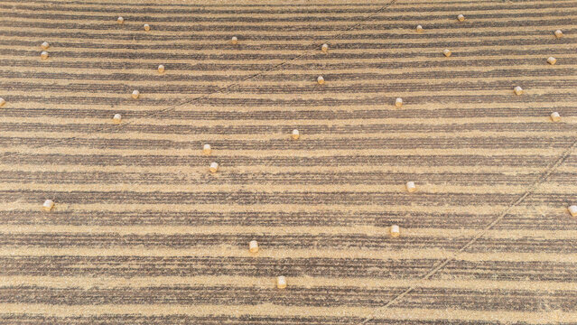 Aerial view of a harvested agricultural field with numerous round hay bales scattered across the rows in Utrine, Vojvodina, Serbia.
