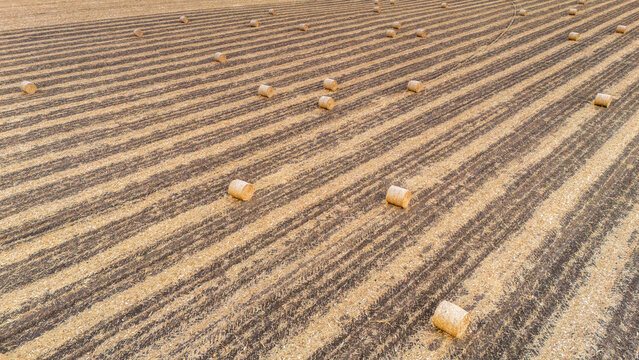 Aerial view of harvested agricultural field with scattered round hay bales and parallel rows of stubble in Utrine, Vojvodina, Serbia.