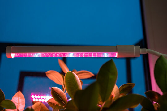 Pink LED grow lamp illuminates indoor citrus plant at home during autumn and winter. Artificial lighting compensates for short daylight and supports foliage development during dark season.