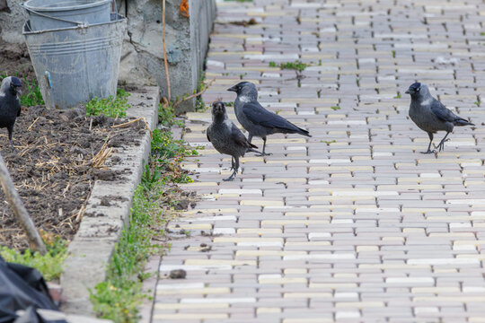 Group of western jackdaws walking on a paved urban sidewalk