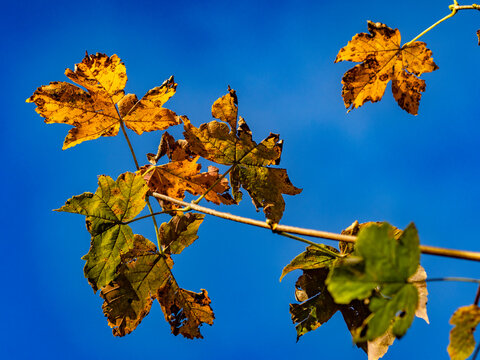 Mischwald im Herbst