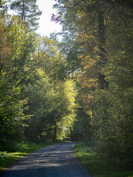 Weg durch den Wald an einem sch&ouml;nen Herbsttag