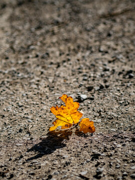 Mischwald im Herbst