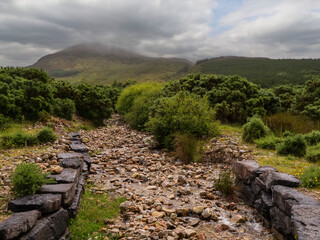 Wet stone path winds through green shrubs under cloudy sky. Mist shrouds distant hillsides. Scene feels calm and remote. Perfect for travel, nature, or hiking themes. No people present © mark_gusev