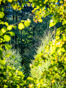 Wiederaufforstung im herbstlichen Mischwald