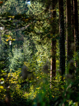 Wiederaufforstung im herbstlichen Mischwald