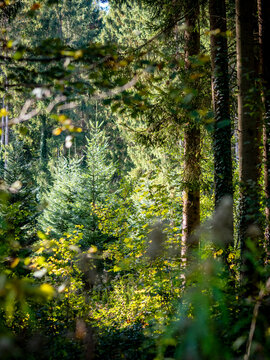 Wiederaufforstung im herbstlichen Mischwald