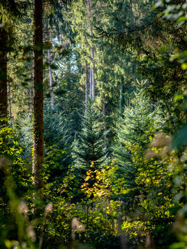 Wiederaufforstung im herbstlichen Mischwald