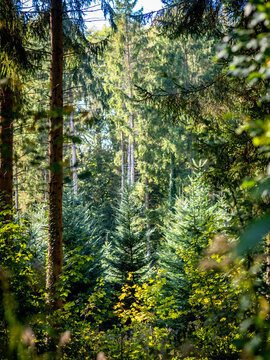 Wiederaufforstung im herbstlichen Mischwald