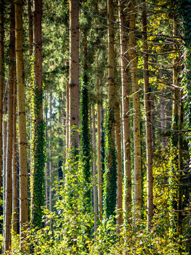 Wiederaufforstung im herbstlichen Mischwald