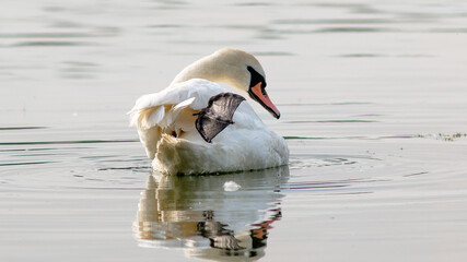 mute swan cygnus olor © lazalnik