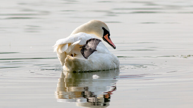 mute swan cygnus olor