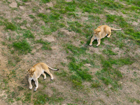 Aerial view of two lions resting on a grassy field in the United Kingdom.