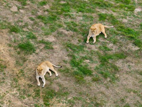 Aerial view of two lionesses resting on a grassy field in the United Kingdom.
