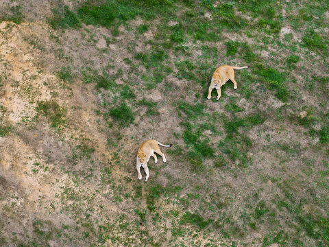Aerial view of two lions resting on grassy ground in the United Kingdom.
