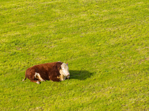 Aerial view of a brown and white cow resting in a vibrant green pasture in the United Kingdom.
