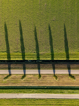 Aerial view of a row of trees casting long shadows across agricultural fields and a road in Almere, Flevoland, Netherlands.