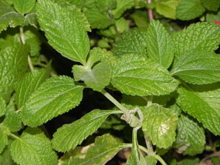 fresh mint leaves © Inseut