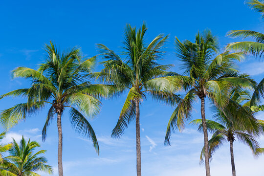 Miami beach scene with palms. Palm tropical leaves. Summer holiday under the palm shadows. Tropical palm tree. Palm leaf for summer design. Florida sunshine and tropical palms.