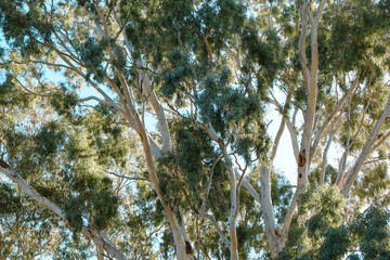 large eucalyptus tree with tree branches of canopy against morning sunlight © Veronica