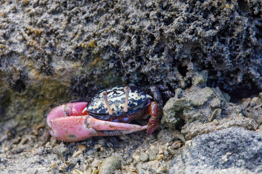 Male Tetragonal fiddler crab under rock formations at Devodara Beach, Vanua Levu, Fiji Islands