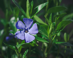 Vinca minor reveals five blue petals among glossy green spring leaves © Дмитро Ганжеєв