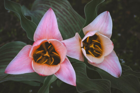 Two pink tulips reveal dark centers above boldly striped spring leaves