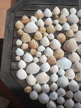 conchas praia seashells