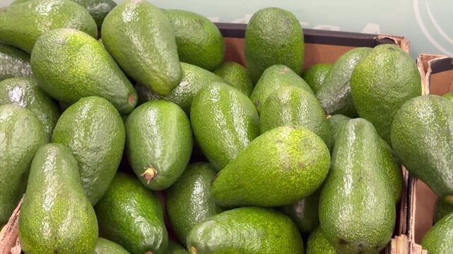 Large heap of fresh green avocado fruits with shiny bumpy skin fills a cardboard box display at a local grocery market. Organic raw produce for healthy dietary nutrition.