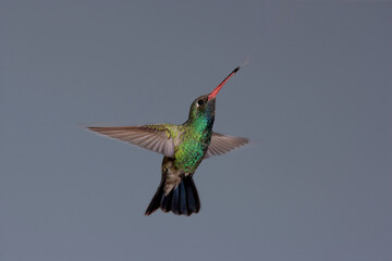Broad-billed hummingbird in flight © willtu