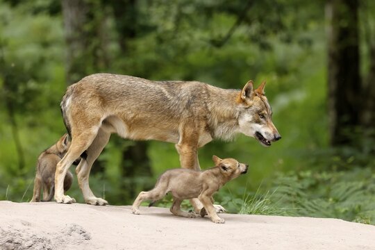 European gray wolf (Canis lupus), adult with pups, captive