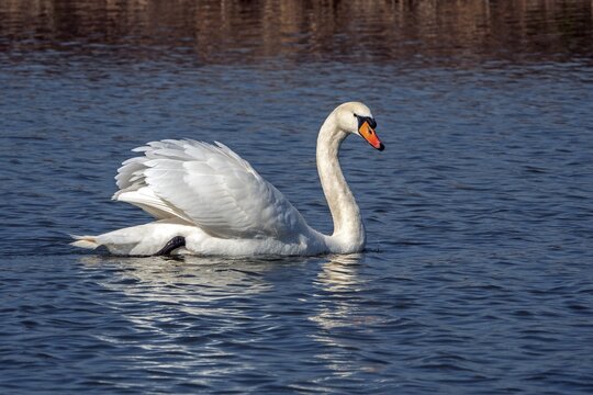 Swan, Mute Swan (Cygnus olor) swimming in the water, Baden-W&uuml;rttemberg, Germany
