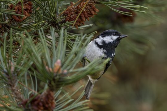 A pine tit (Periparus ater) is foraging with several other songbird species in a pine forest, Denmark